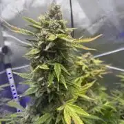 Aunt Ginny’s Elixir