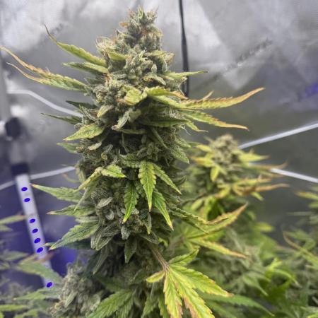 Aunt Ginny’s Elixir