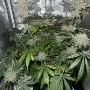 Blurberry HAG