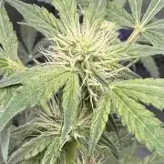 Aunt Ginny’s Elixir