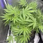 Blurberry HAG