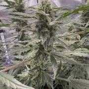 Aunt Ginny’s Elixir