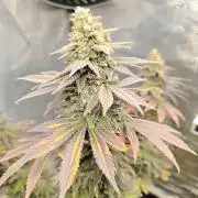SPECIAL QUEEN 1
