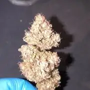 ALL GAS OG AUTO II.