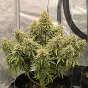ALL GAS OG AUTO
