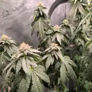 VANILLA FROSTING