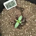 ALL GAS OG AUTO