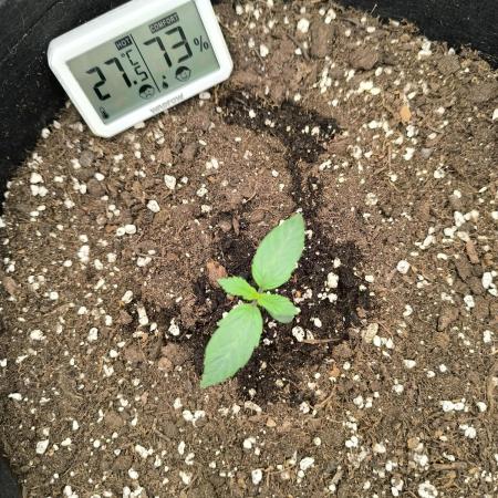 ALL GAS OG AUTO