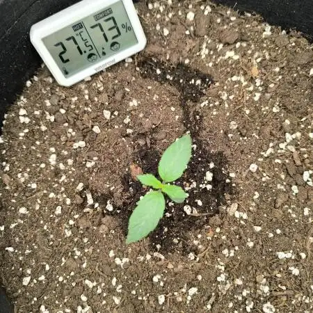 ALL GAS OG AUTO