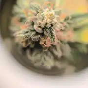 VANILLA FROSTING