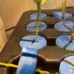 Plantas de Royal Gorila