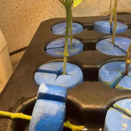 Plantas de Royal Gorila