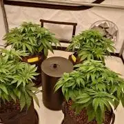 Panama Red + Colombia Gold