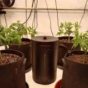 Panama Red + Colombia Gold