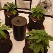 Panama Red + Colombia Gold