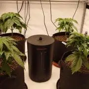 Panama Red + Colombia Gold