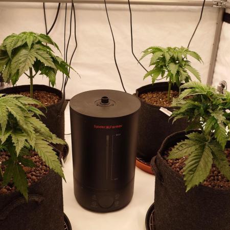 Panama Red + Colombia Gold