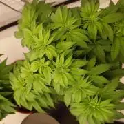 Panama Red + Colombia Gold