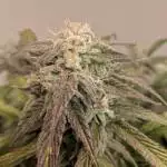  forum stomper auto flower room