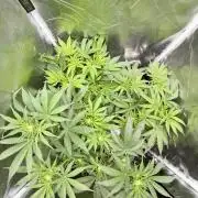 Cherry Mac muffin,og kush e Epic buzz