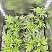 Cherry Mac muffin,og kush e Epic buzz