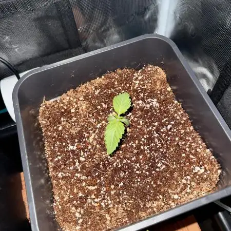 Sugar rock silent seeds feat cookies