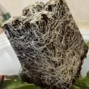 Cherry Mac muffin,og kush e Epic buzz