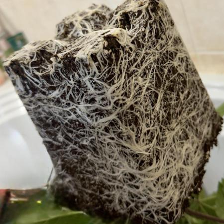 Cherry Mac muffin,og kush e Epic buzz