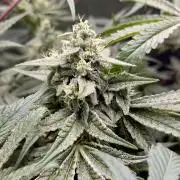 Cherry Mac muffin e og kush