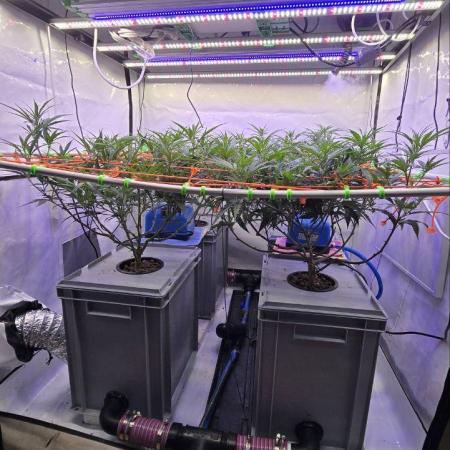 Super Lemon Haze (RDWC /SCrOG)