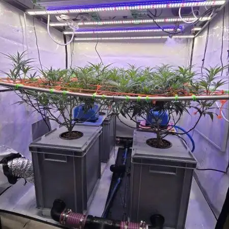 Super Lemon Haze (RDWC /SCrOG)