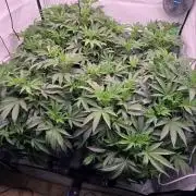 Gelato #45 RDWC Grow