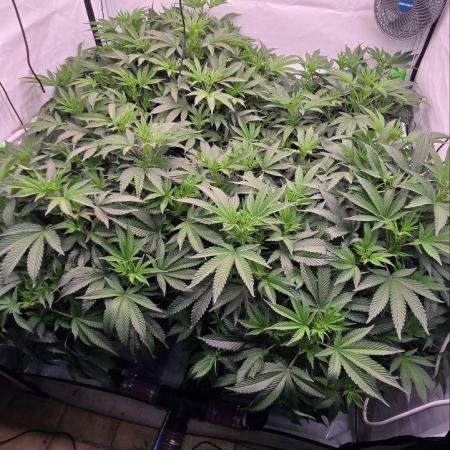 Gelato #45 RDWC Grow