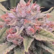 Super Lemon Haze (RDWC /SCrOG)