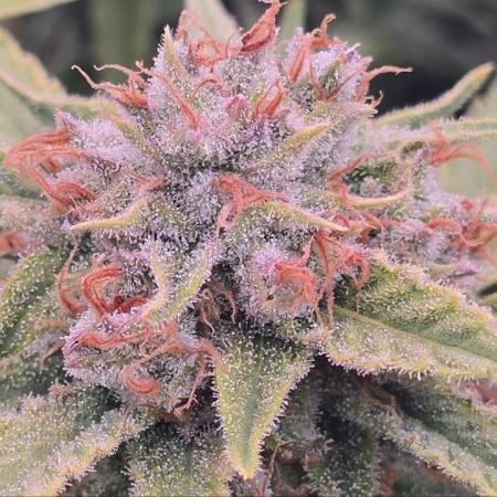 Super Lemon Haze (RDWC /SCrOG)