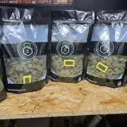 Super Lemon Haze (RDWC /SCrOG)