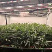 Super Lemon Haze (RDWC /SCrOG)