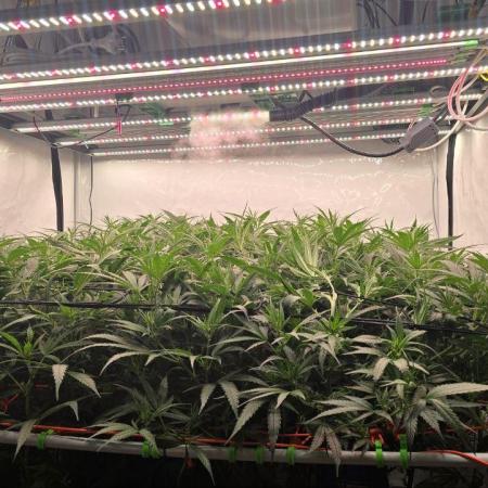 Super Lemon Haze (RDWC /SCrOG)