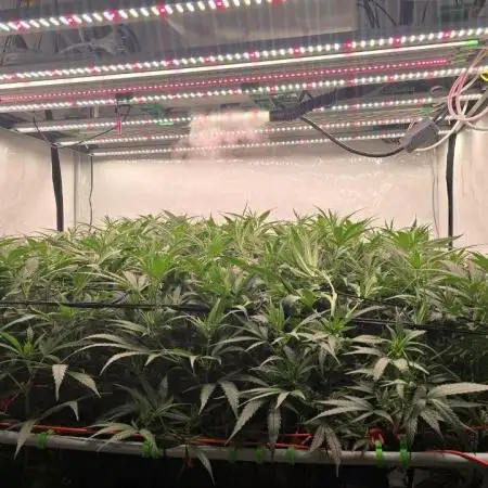 Super Lemon Haze (RDWC /SCrOG)