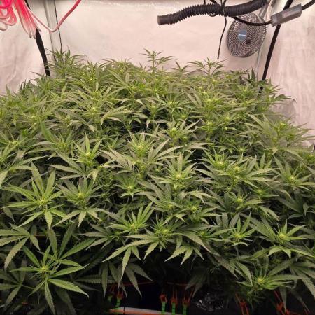 Super Lemon Haze (RDWC /SCrOG)