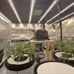 Super Lemon Haze (RDWC /SCrOG)