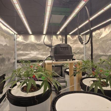 Super Lemon Haze (RDWC /SCrOG)