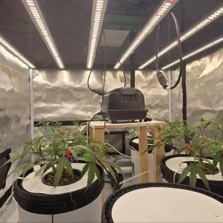 Super Lemon Haze (RDWC /SCrOG)
