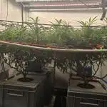 Super Lemon Haze (RDWC /SCrOG)