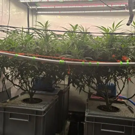 Super Lemon Haze (RDWC /SCrOG)