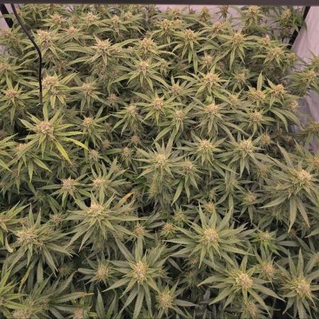 Super Lemon Haze (RDWC /SCrOG)