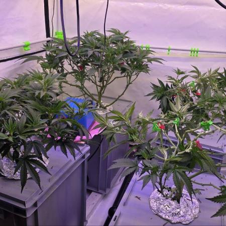 Gelato #45 RDWC Grow