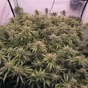 Super Lemon Haze (RDWC /SCrOG)