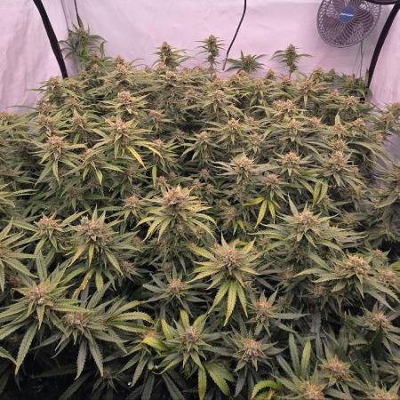 Super Lemon Haze (RDWC /SCrOG)