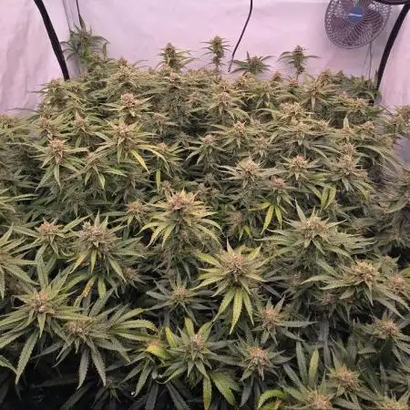 Super Lemon Haze (RDWC /SCrOG)